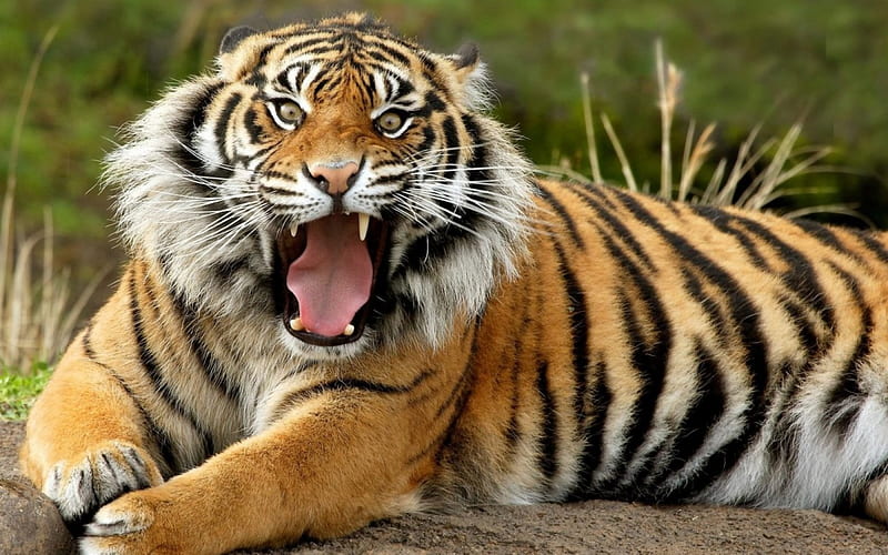 Tiger Roar Tiger, Animal, Roar, HD wallpaper