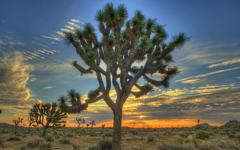 Joshua Tree National Park USA, R, desert, sunset, american landmarks, America, HD wallpaper