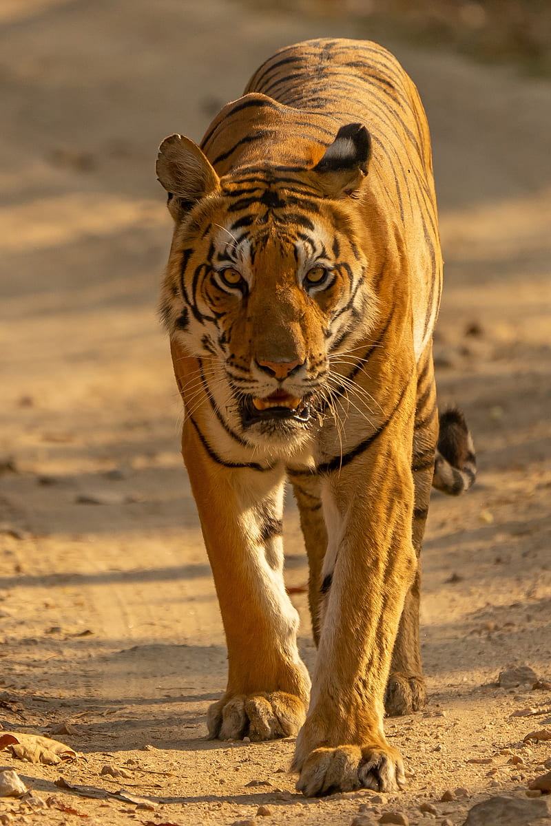 tiger, predator, big cat, glance, face, HD phone wallpaper