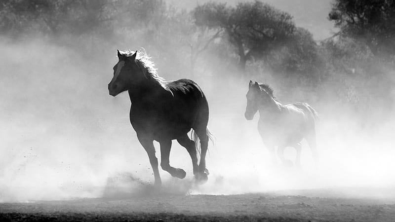 Dusty Horses, horses, Firefox theme, equestrian, galloping, ranch, running, dust, HD wallpaper
