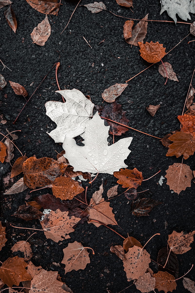 Leaves Drops Water Autumn Hd Phone Wallpaper Peakpx