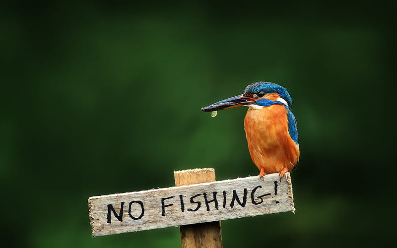 Funny Kingfisher Bird-Animal, HD wallpaper