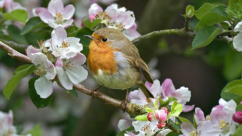 Pájaro, primavera, flor, naranja, pasari, flor, Fondo de pantalla HD |  Peakpx