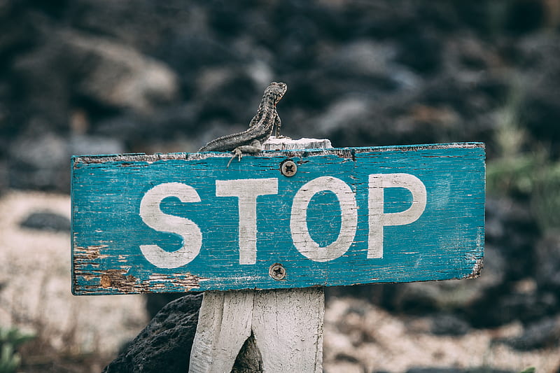 selective focus graphy of stop road sign, HD wallpaper