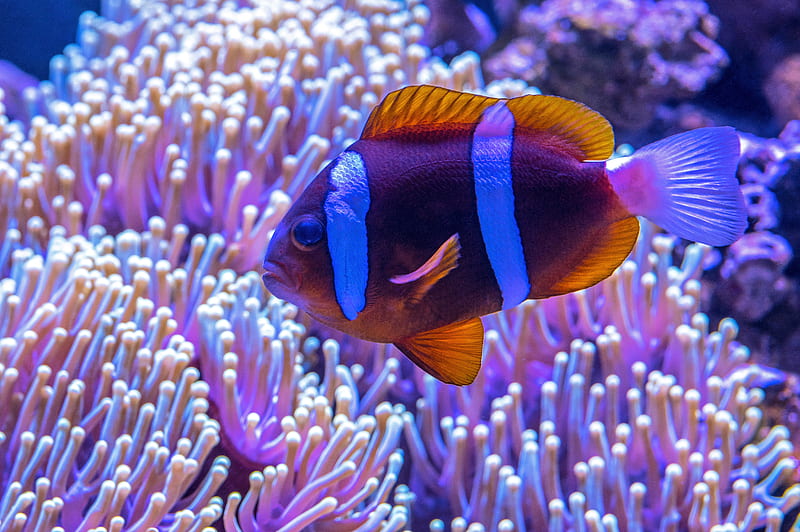 brown and blue fish near anemone, HD wallpaper