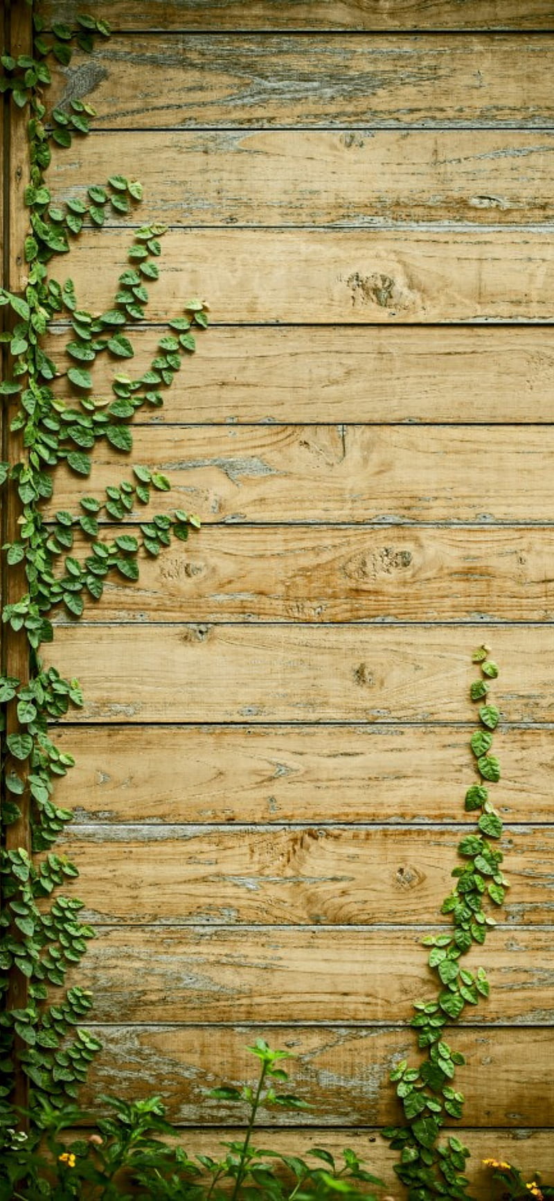 background, bamboo, brown, dark, grain, green, nice, plank, tree, wood, HD phone wallpaper