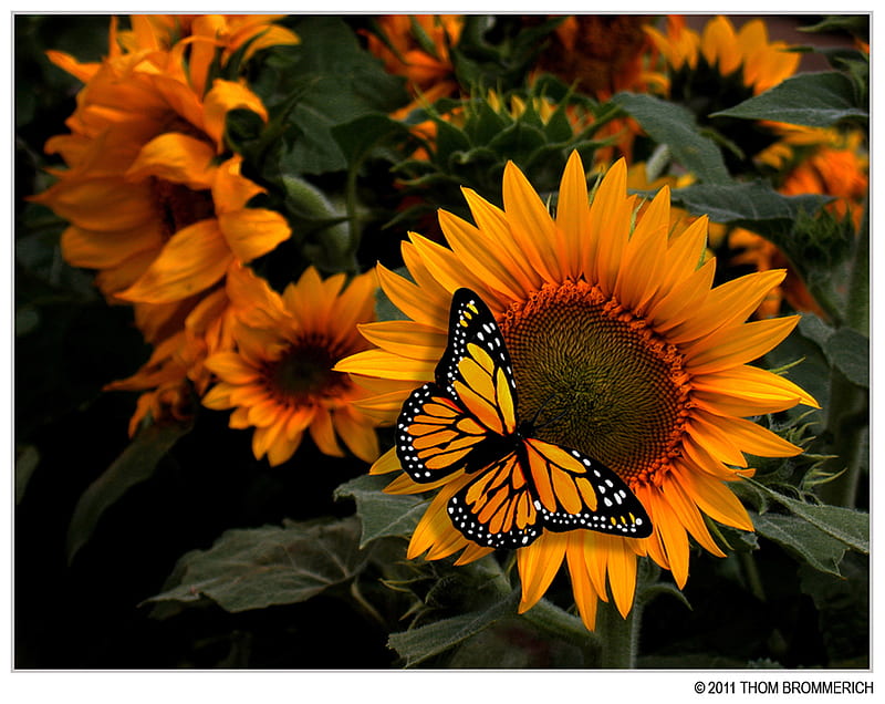 butterfly, wild, yellow, nature, sunflower, HD wallpaper