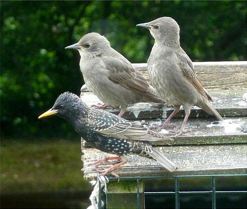 Young Starlings with Parent, birds, garden, young, starlings, HD wallpaper