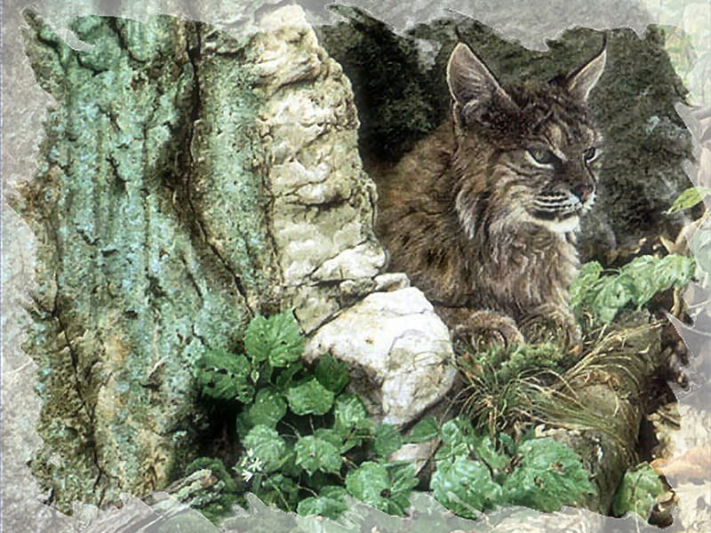 Nestled In - Lynx, forest, rocks, art, john mullane, artwork, mullane, animal, painting, wildlife, lynx, HD wallpaper