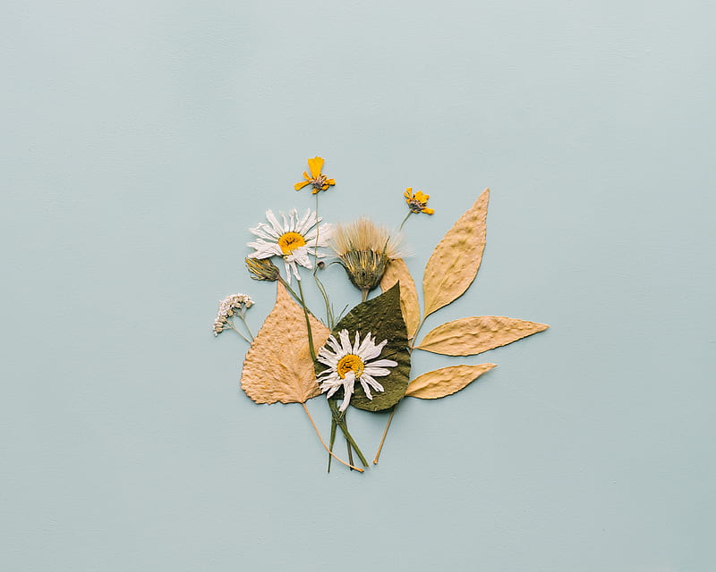 Person Holding White Daisy Flower  Free Stock Photo