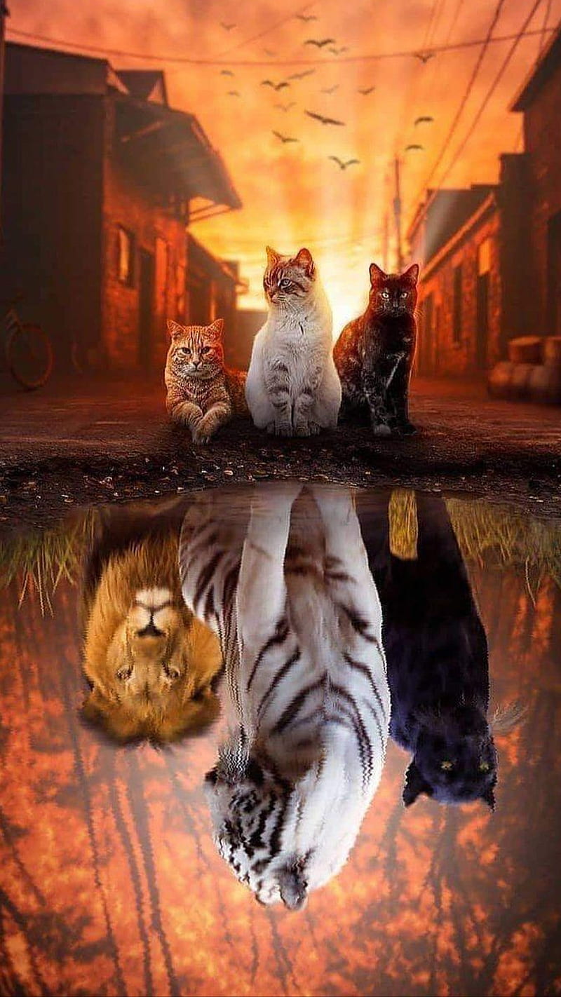 Cats, animal, big cats, birds, kitten, reflection, street, tiger, wild, HD phone wallpaper