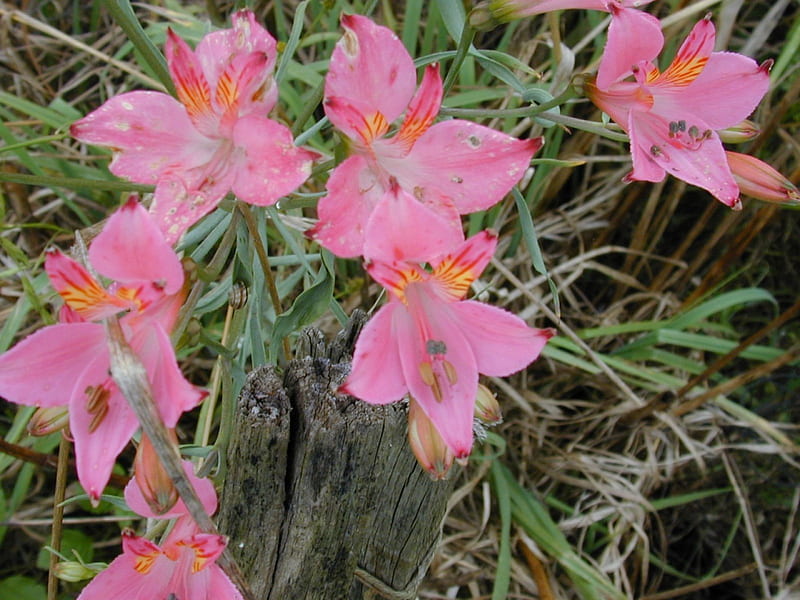 Alstroemeria - Lilies of the Incas, green, orange, flower, alstroemeria, nature, pink, lily of the incas, HD wallpaper