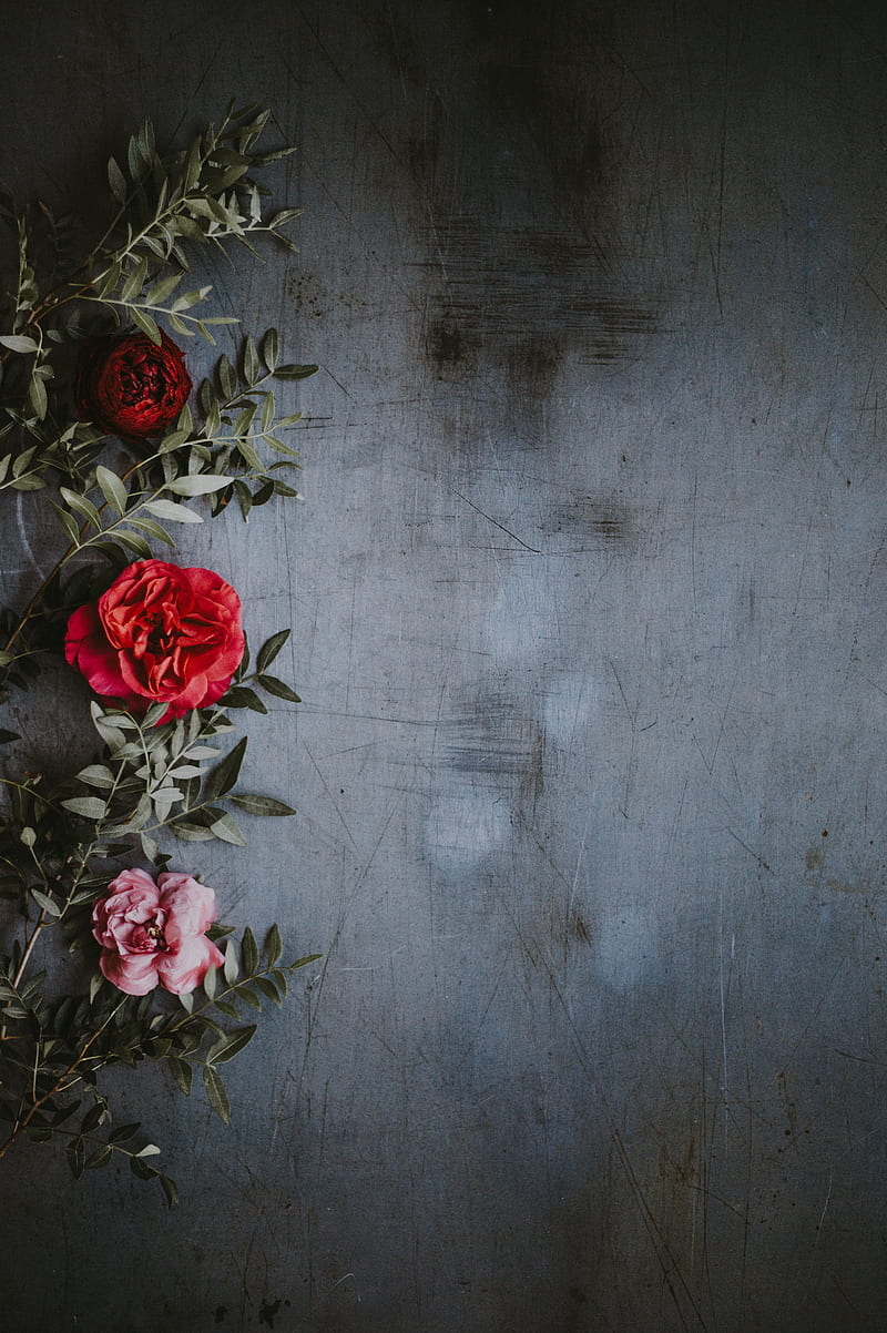 shallow focus graphy of red and pink roses, HD phone wallpaper