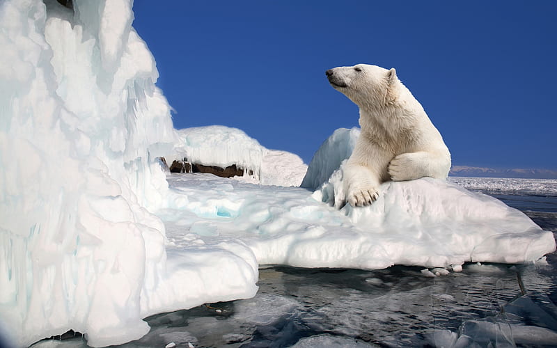 Polar bear, snow, paw, ice, white, animal, blue, winter, HD wallpaper