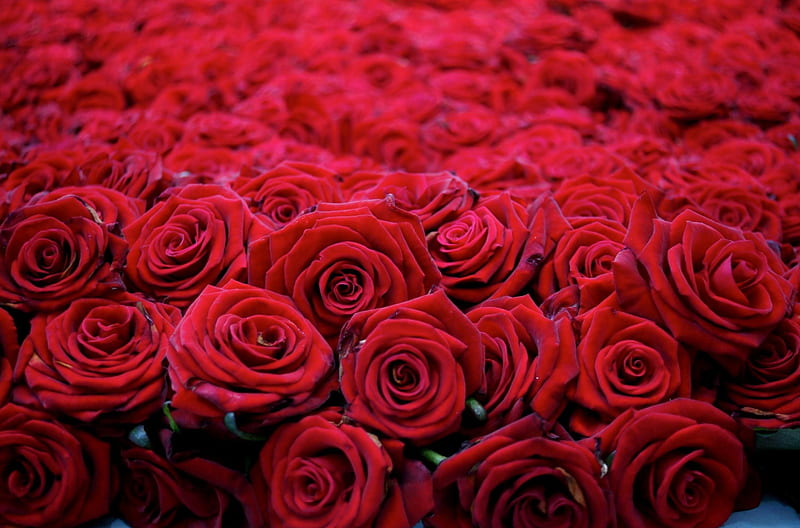Roses, red, red roses, rose, bonito, red flower, red rose, red flowers, flower, flowers, nature, many, HD wallpaper