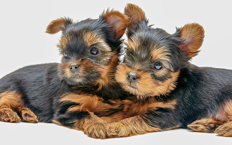 Yorkshire Terrier, puppies, two dogs, cute animals, HD wallpaper