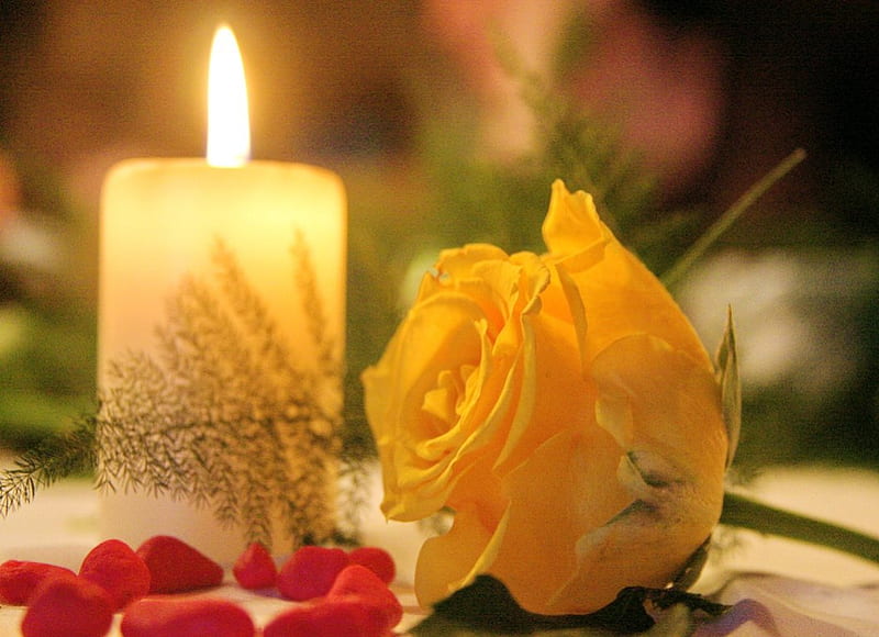 Flicker for Vivvy, flower, yellow, candle, rose, HD wallpaper