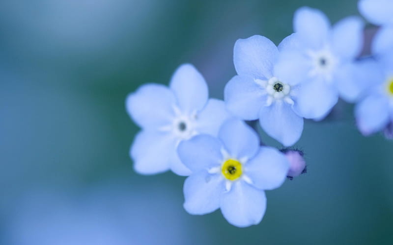 Forget me Close Up-Flowers, HD wallpaper