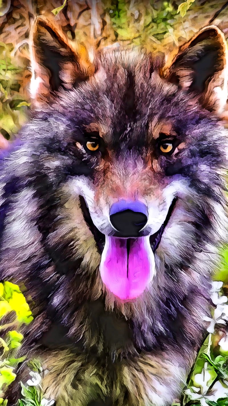 “Hungry Wolf”, animal, animal , beauty, fur, legend, nature, predator, tongue, wild animal, wolf, HD mobile wallpaper