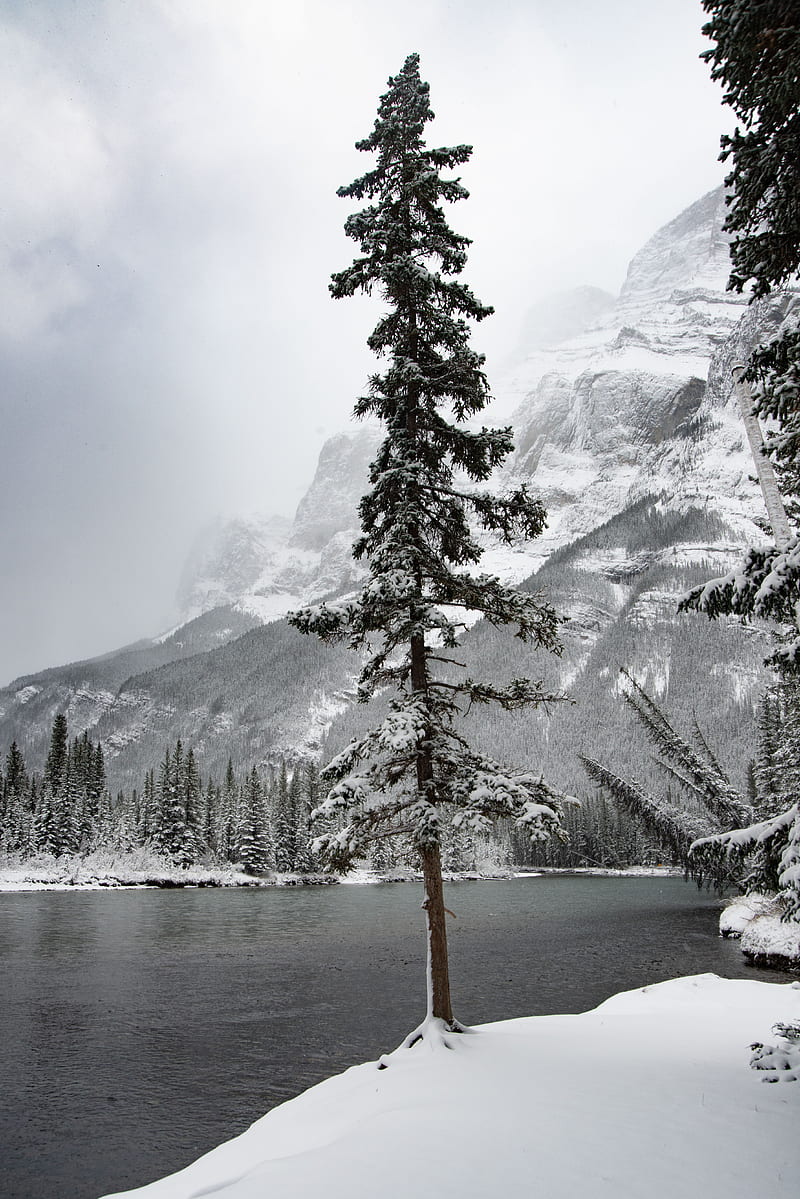 river, snow, trees, mountain, landscape, HD phone wallpaper