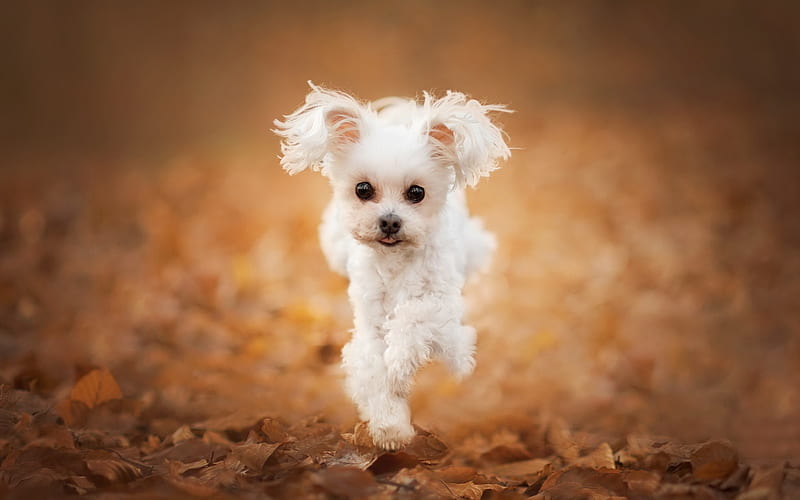 Maltipoo, running dog, pets, bokeh, white dog, cute animals, dogs, Maltipoo Dog, HD wallpaper