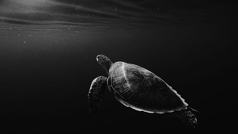 turtle, under water, swim, depth, bw, HD wallpaper