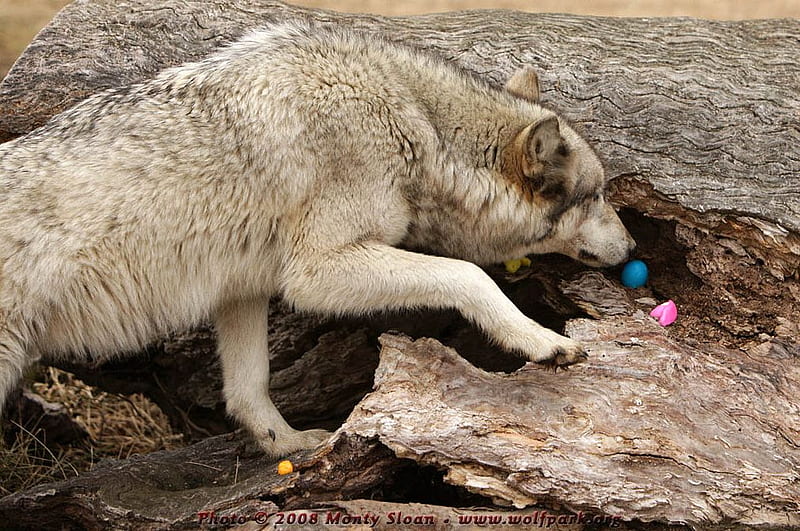 kailani sniffing an easter egg, eggs, easter, kailini, wolves, HD wallpaper