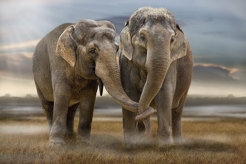 Elephants, jungle, desert, tusks, HD wallpaper