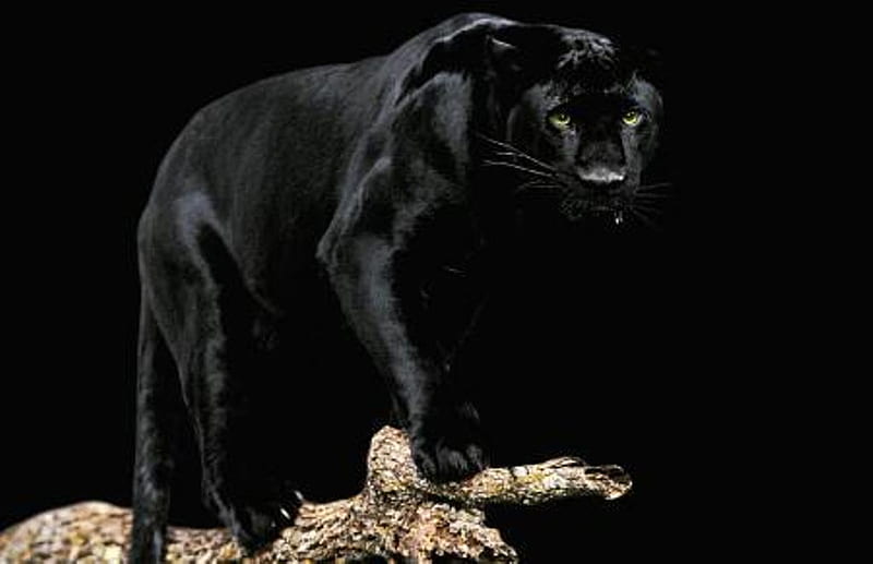 Black panther, black, jaguar, panther, animals, HD wallpaper | Peakpx
