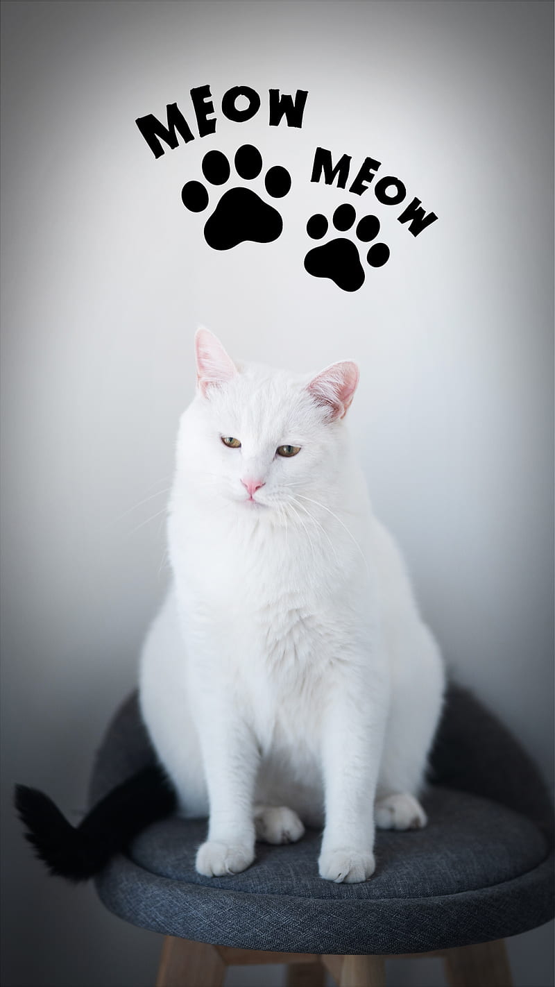 Cute Cat 44, catlife, catlover, catlovers, cats, kitten, kitty, love, meow,  pet, HD phone wallpaper | Peakpx