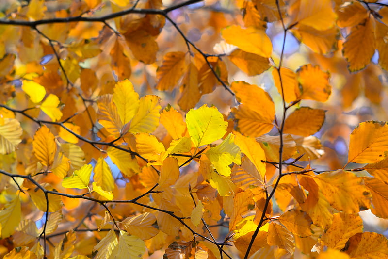 branches, leaves, yellow, autumn, closeup, HD wallpaper