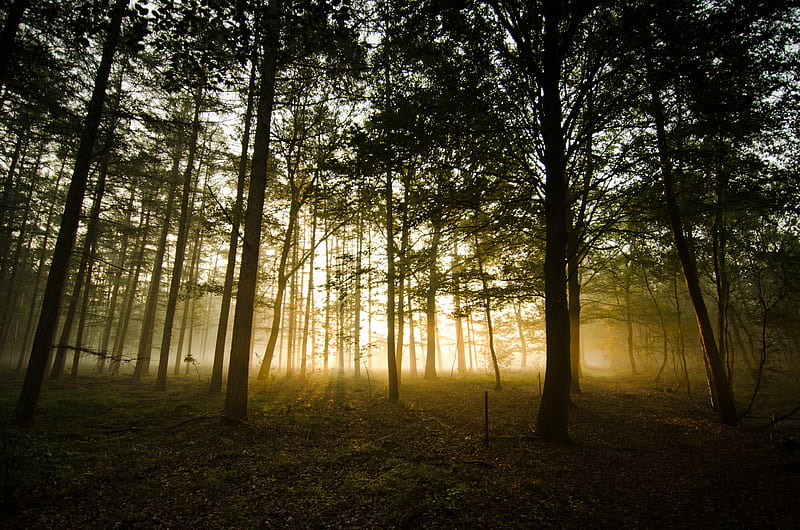 forest, fog, sunlight, trees, dusk, HD wallpaper
