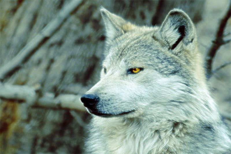 Majestic Wolf, Wolf, Nature, Animals, Wolves, bonito, HD wallpaper | Peakpx