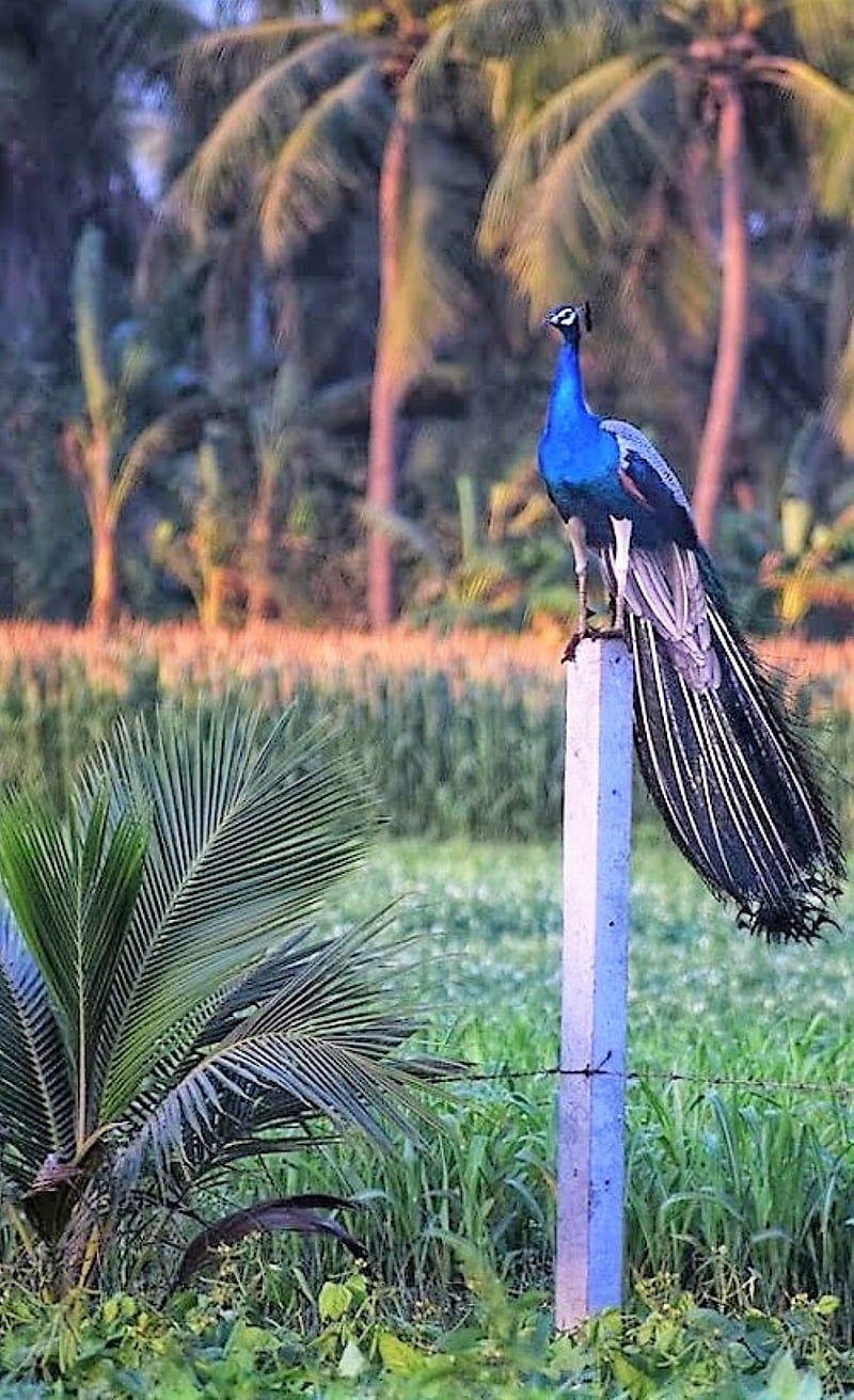 pavo cristatus, bird, peacock, HD phone wallpaper