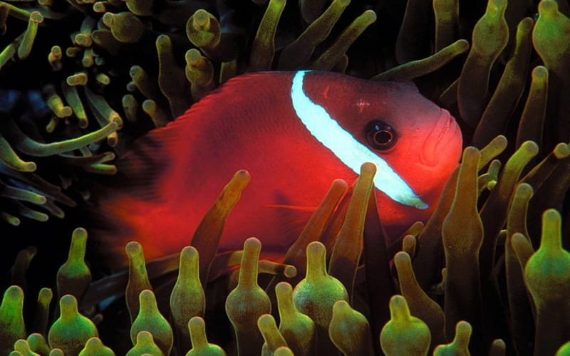 red anemone fish, red, fish, plant, anemone, HD wallpaper