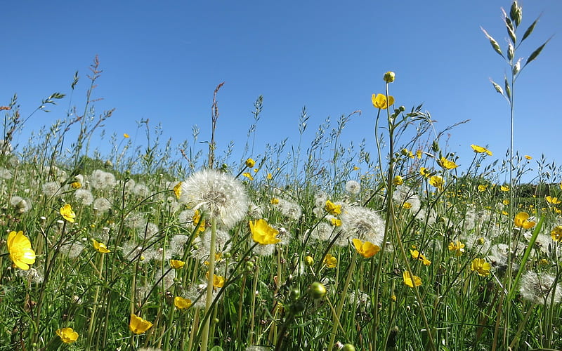 Spring Meadow, wild flowers, dandelions, nature, sky, meadow, HD wallpaper