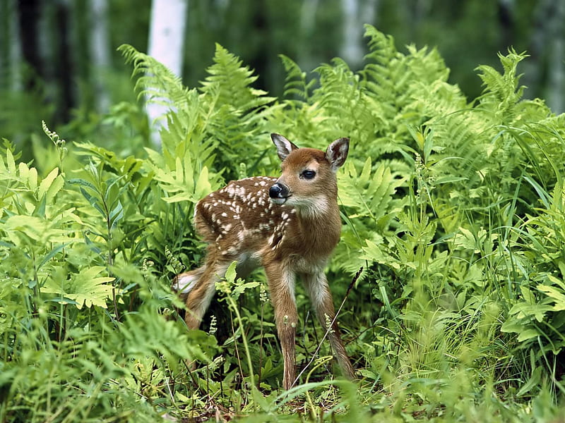 Newborn Chital Deer, spotted, newborn, chital, animals, deer, HD wallpaper