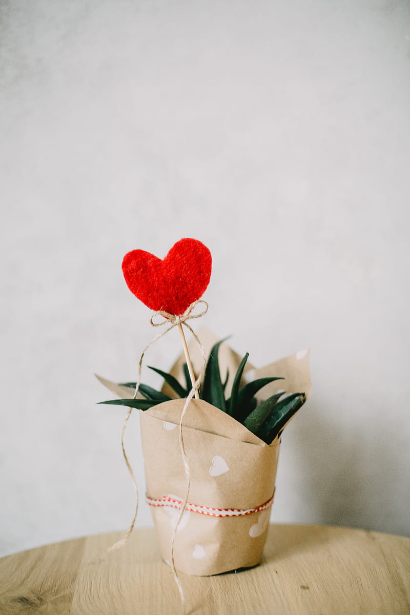 Red Heart Ornament and Aloe Vera Plant Covered With Paper, HD phone wallpaper