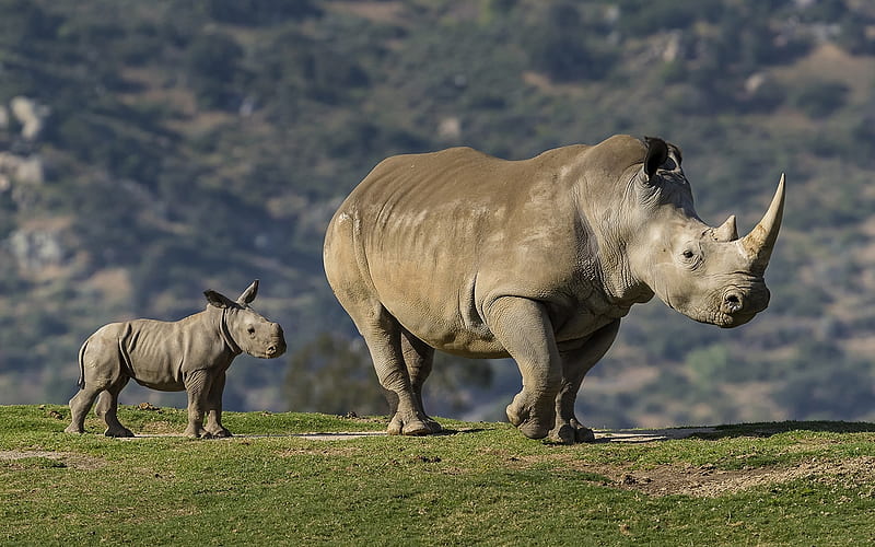 Rhinos, mother, large, animals, baby, HD wallpaper
