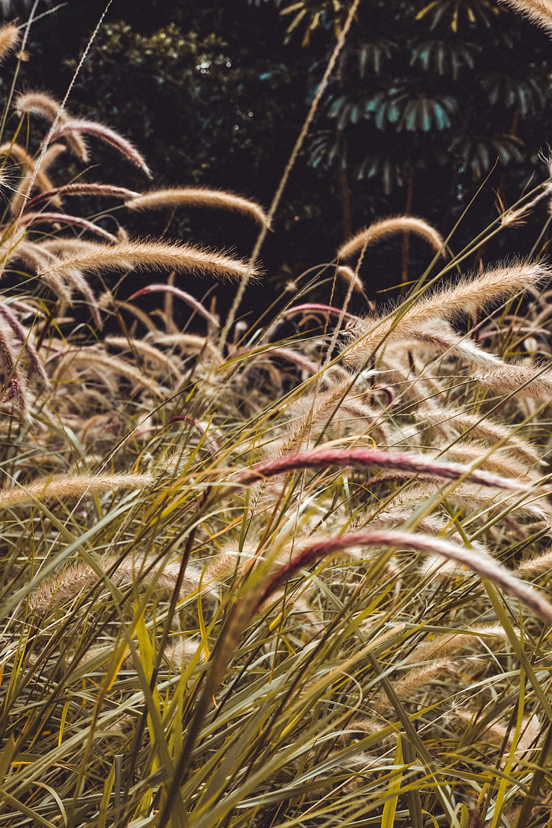 grass, spikelets, plants, field, HD phone wallpaper