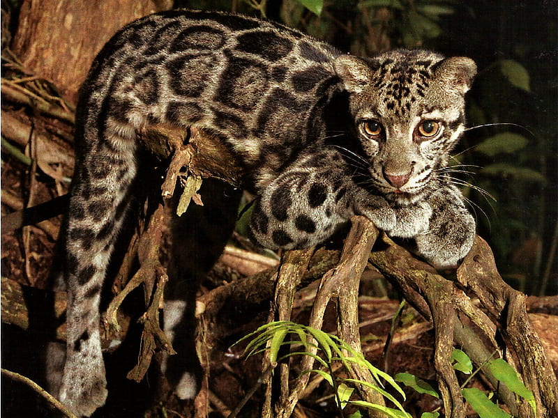 Clouded Leopard 1, leopard, cat, compost, alain compost, animal, feline, graphy, wildlife, HD wallpaper