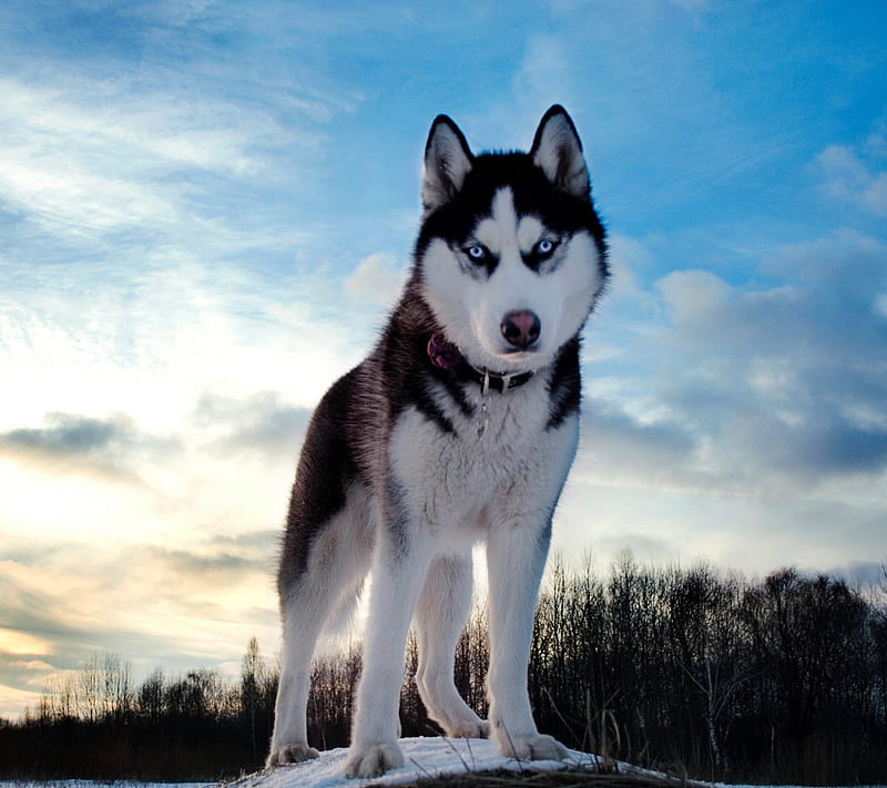 Husky, dog, snow, HD wallpaper
