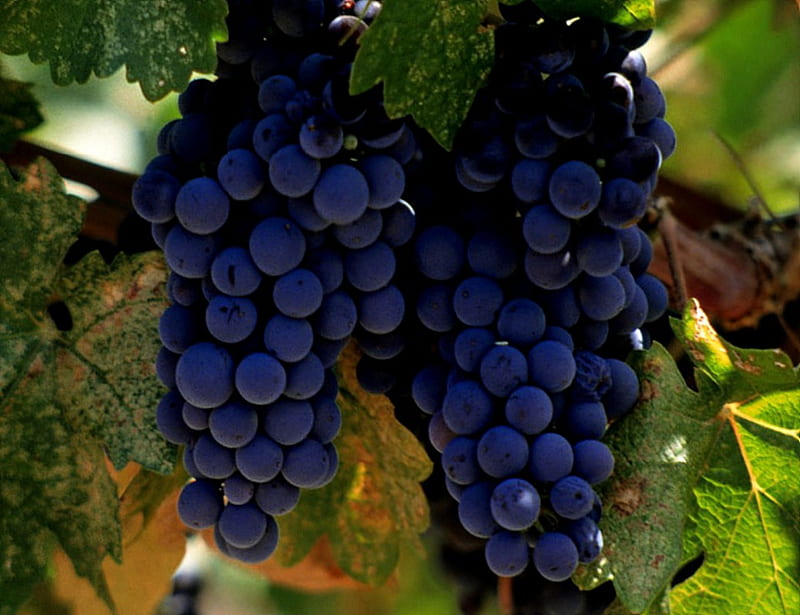 Napa Valley Merlot, red, grapes, purple, merlot, vinyard, wines, vines, HD wallpaper