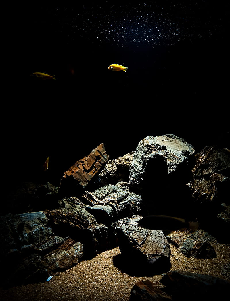 fish, underwater world, stones, HD phone wallpaper