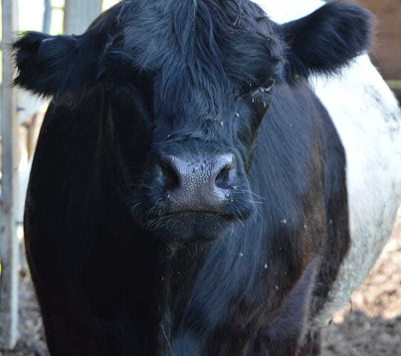 Cow print, prints, blue, animal, simple, aesthrtic, HD phone