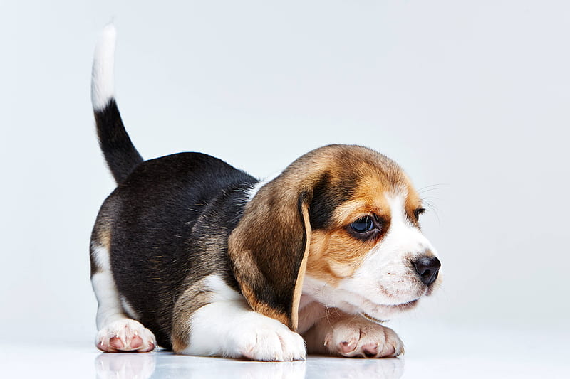 Crouching Beagle Puppy, Beagle Puppies, HD wallpaper