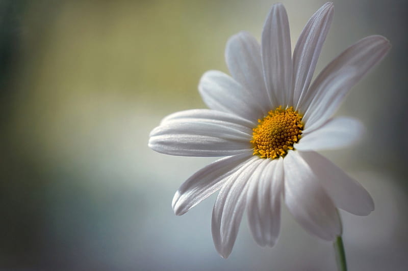 White, one, flowers, nature, HD wallpaper