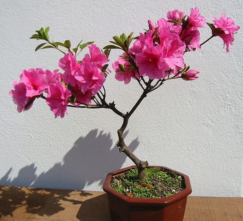 Azalea bonsai, bonsai, leaves, flowers, shadow, potted plant, small, pink, stem, HD wallpaper