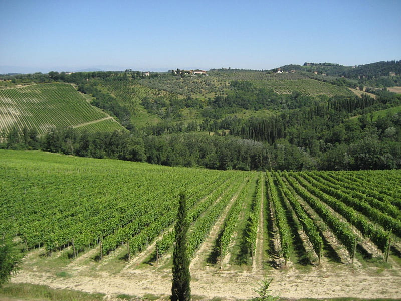 Vineyard Tuscany Italy, vineyard, trees, sky, tree, graphy, green, nature, italy, tuscany, blue, HD wallpaper