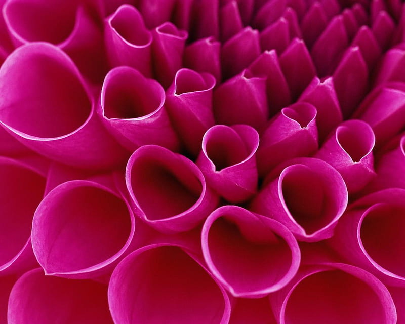 Close Up of a Dahlia, flower, close, nature, petals, pink, dahlia, HD wallpaper